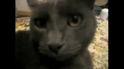 Cat Brunella