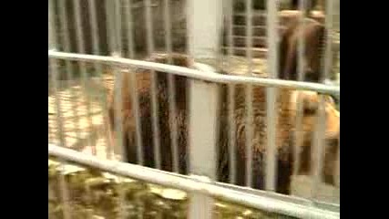 Българската национална телевизия Бнт Да Спасим Зоопарка В Кюстендил