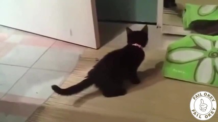 Компилация Смешни Котки