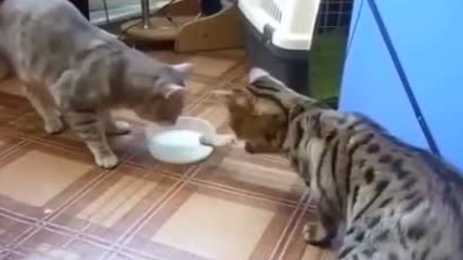 George Lamberisfacebook_335441050147663