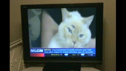 Котка С Три Очи