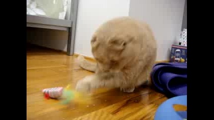 Пухкаво, Сладко Котенце - Scottish Fold