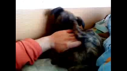 моето куче Арнолд