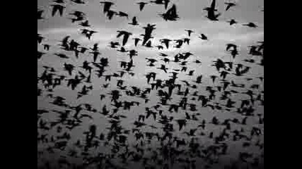 Di Notte - Nando Gazzolo