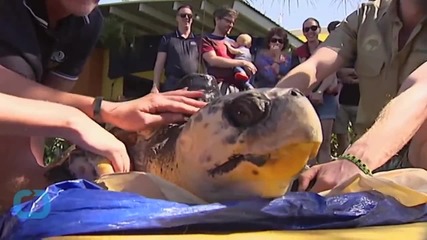 3D Printing Saves Turtle's Life