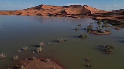 Дюни и палми под вода: Порои предизвикаха наводнение в Сахара (ВИДЕО)