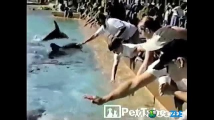 На делфина му писна