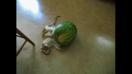 коте срещу диня смях 