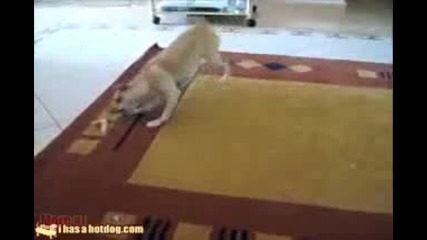 Не си играй с храната на кучето си