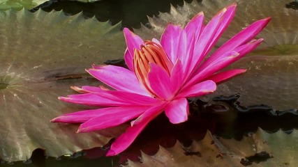 Lotus Petals - David O Brien Shu Hong