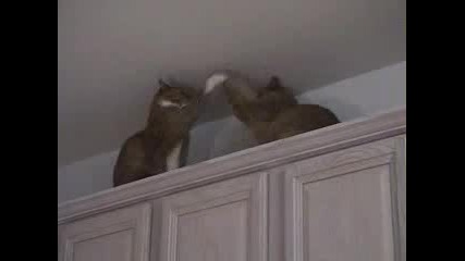 Cat Fight - Смях До Скъсване