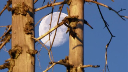Forsenses 2 - Timber Lounge - A Fascinating Journey through Nature and Sound (part 13)