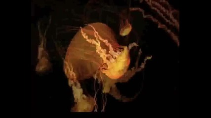 Diamond Geezer - Don't Cry (jelly fish)