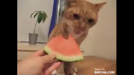 Котенце Яде Диня 
