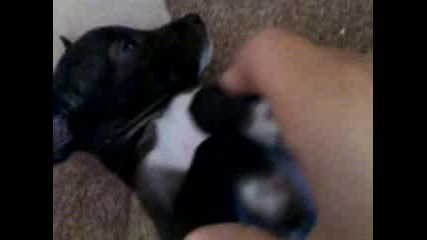 mixed breed