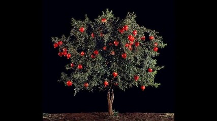 Foods that probably did not know where they grow