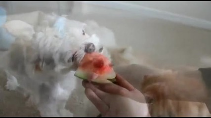 Fluffy kitten likes watermelons 