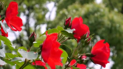 The rose garden of Kayoichou Park Japan - 4k garden rose extravaganza