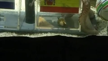 Вече е на мезе ! 