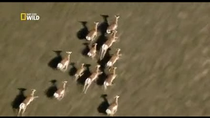 Nat Geo Wild - Дивата Канада Безкрайната граница