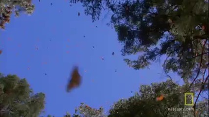 Животът на красивите Пеперудите Монарх 