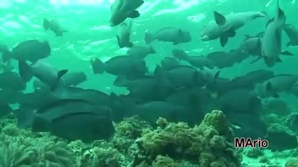 Best Sipadan diving Hd 
