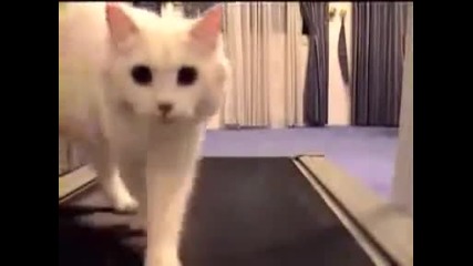 Котка се упражнява за топ модел