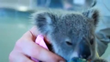 Бебе коала сираче