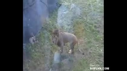 Полудял лъв напада туристи ! 