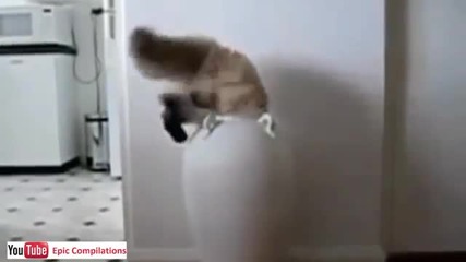 Забавни моменти с котки