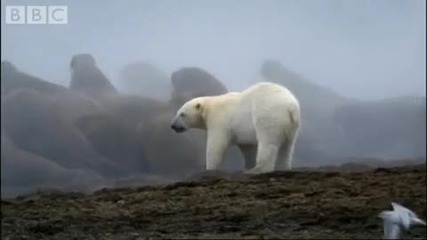 Polar Bear Versus Walrus Colony - Bbc Planet Earth 