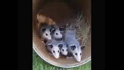 Много Сладки Малки Животни 4