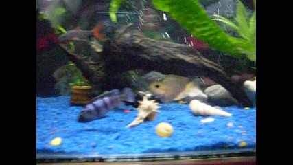 Akvaristika 5.2011g