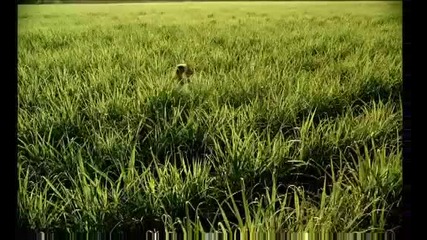 Beyonce - Deja Vu ( High Quality ) 