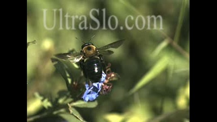 Полет На Пчела В Бавен Кадър 2