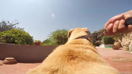 Камера върху куче