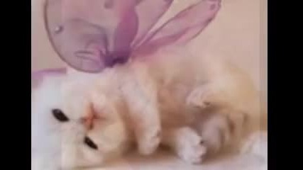 Animals 2 