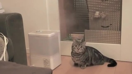 Коте срещу овлажнител