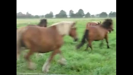 Коне ~ konie zimnokrwiste i belgijskie