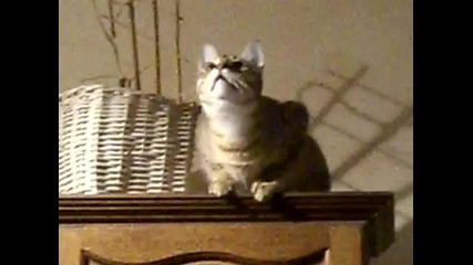 Котката какво говори
