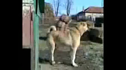 Kangal, Турски Кангал, Www.dog - Ejdan.com