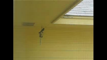 Barn Swallows (селски лястовици)