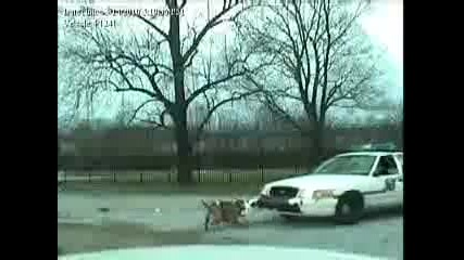 Куче разбива бронята на полицейска кола 