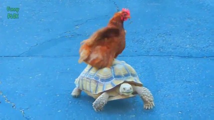 Забавна Компилация - Животни ,които се возят на костенурка 2014