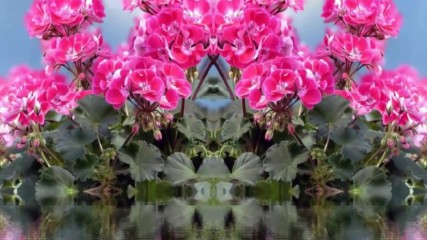 Огледални розови цветя! ... (музика - Омар Акрам)