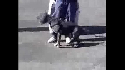 Westcoast Bullies ( Pitbull )