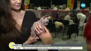 Показват редки котки на изложба в София