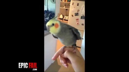 Папагал изпълнява dubstep