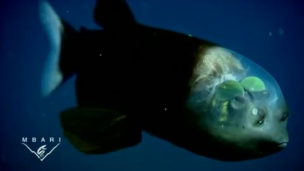Извънземна риба - Macropinna Microstoma 