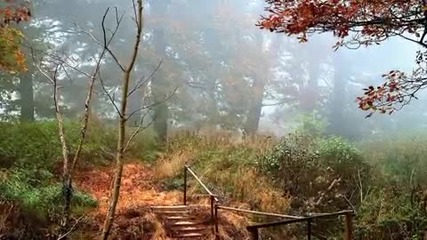 Меланхолия на есента в цвят салзи